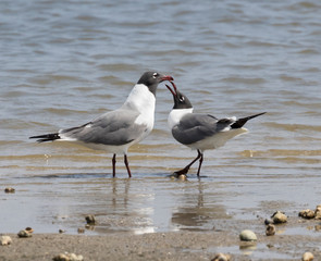 Fototapeta na wymiar The couple of laughing gulls (Leucophaeus atricilla) performing mating ritual, Galveston, Texas