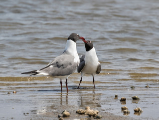 The couple of laughing gulls (Leucophaeus atricilla) performing mating ritual, Galveston, Texas