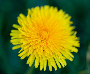 Yellow dandelion flower head close up macro shot. Shallow depth of field focus with blurred soft bokeh.