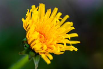 Yellow dandelion flower head macro closeup shot. April spring floral nature background.