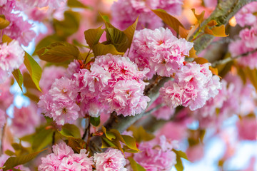 Cherry tree blossom in Japan. Branch with pink buds and flowers close up shot.