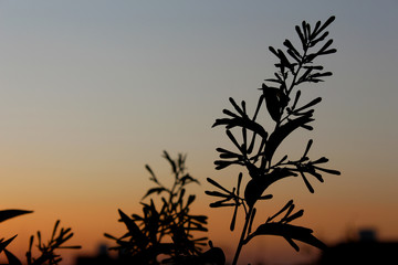 silhouette ornamental jasmin flowers blooming in sunset background