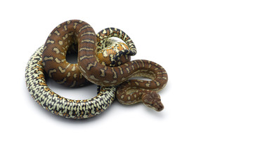 The carpet tree python isolated on white background