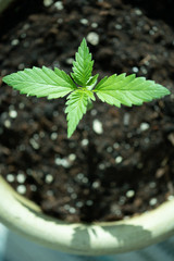 Young cannabis plant in a flower pot portrait