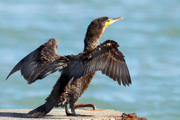 Great Cormorant / Black Shag in New Zealand