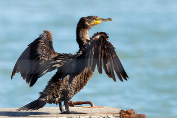 Great Cormorant / Black Shag in New Zealand