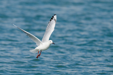 Black-billed Gull endemic to New Zealand