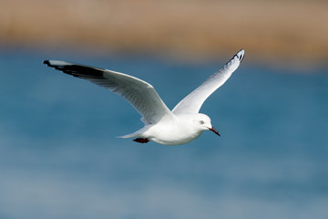 Black-billed Gull endemic to New Zealand