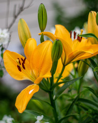 yellow lily flower