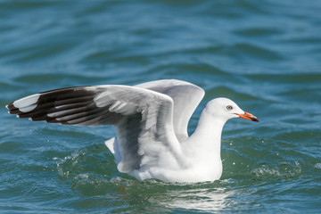 Black-billed Gull endemic to New Zealand