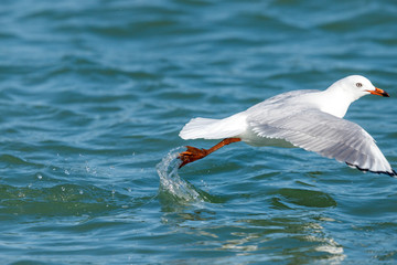 Black-billed Gull endemic to New Zealand