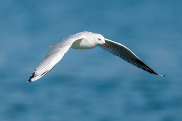 Black-billed Gull endemic to New Zealand