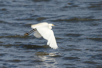 Little Egret in New Zealand