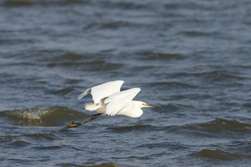 Little Egret in New Zealand