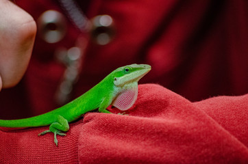 Green anole 
