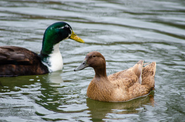 duck on the water