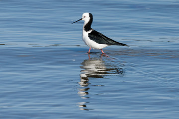 Pied Stilt in New Zealand