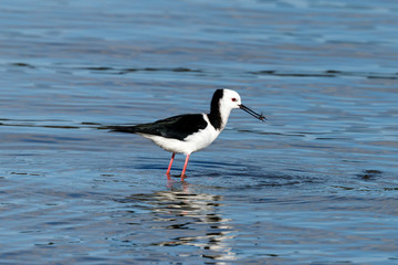Pied Stilt in New Zealand