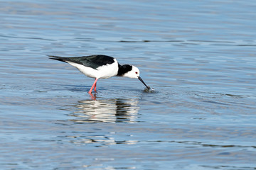 Pied Stilt in New Zealand