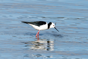 Pied Stilt in New Zealand