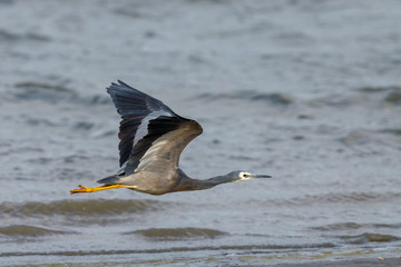 White-faced Heron in New Zealand