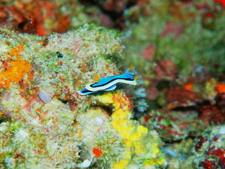 The amazing and mysterious underwater world of Indonesia, North Sulawesi, Manado, sea slug