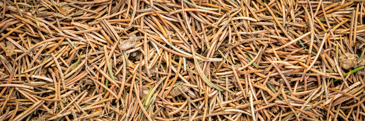closeup background and texture of forest floor
