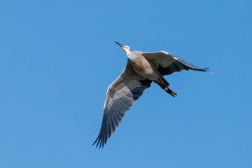 White-faced Heron in New Zealand