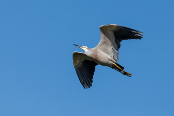 White-faced Heron in New Zealand