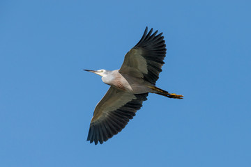White-faced Heron in New Zealand