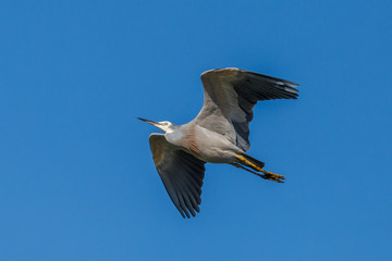 White-faced Heron in New Zealand