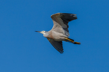 White-faced Heron in New Zealand