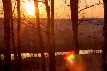 Red sunset behind birches, bright optical flare
