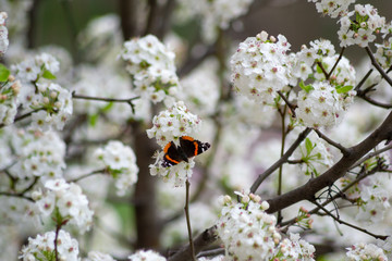 butterfly on a flower