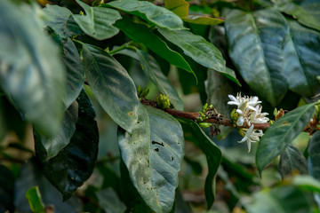 coffee plant