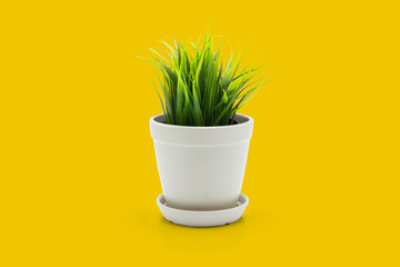 Beautiful artificial green grass in pots ceramic isolated on yellow background, plastic tree and foliage, plant mini tree, leaf fake with imitation for decorate home, closeup object.