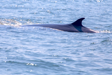Obraz premium The dorsal fin of the Bryde's whale or Eden's whale in the sea at Phetchaburi Province, Thailand. Whale's back on the surface of the ocean.