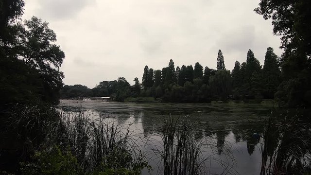 Pan shot of green algae in lake with overcast skies in Mitaka, Japan. 100fps.