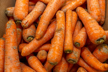 A pile of raw carrots lying on top of one another. Bright color, long, and tasty, perfect for promoting a healthy lifestyle and vegetarianism.  Overhead view.