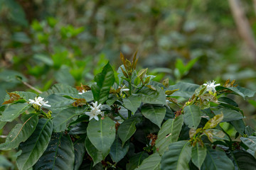 Fototapeta premium coffee plant