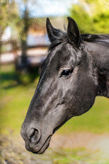 Fototapeta premium Beautiful black horse portrait in the farmyard
