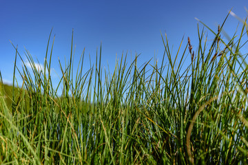 Fototapeta na wymiar Closeup photo of green grass on hill in Carpathian mountains