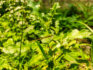 Dragonfly on a grass
