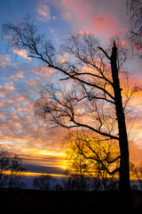 Fototapeta na wymiar Colorful multicolor sunset behind the trees 