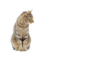 Adult grey tabby cat sitting isolated on white background
