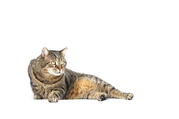 Adult grey tabby cat lying isolated on white background