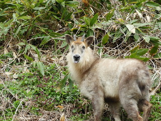 二ホンカモシカ