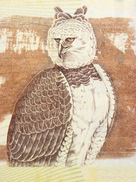 Harpy Eagle A Portrait From Venezuelan Money