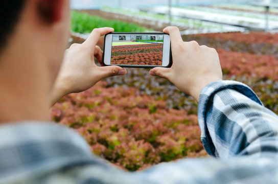 hands farmer taking photo with mobile smart phone in indoor organic hydroponic fresh green vegetables produce in greenhouse garden nursery farm, agriculture business, smart farming technology concept