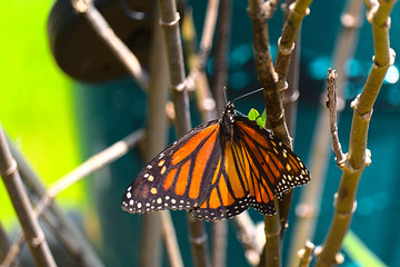 Monarch Butterfly